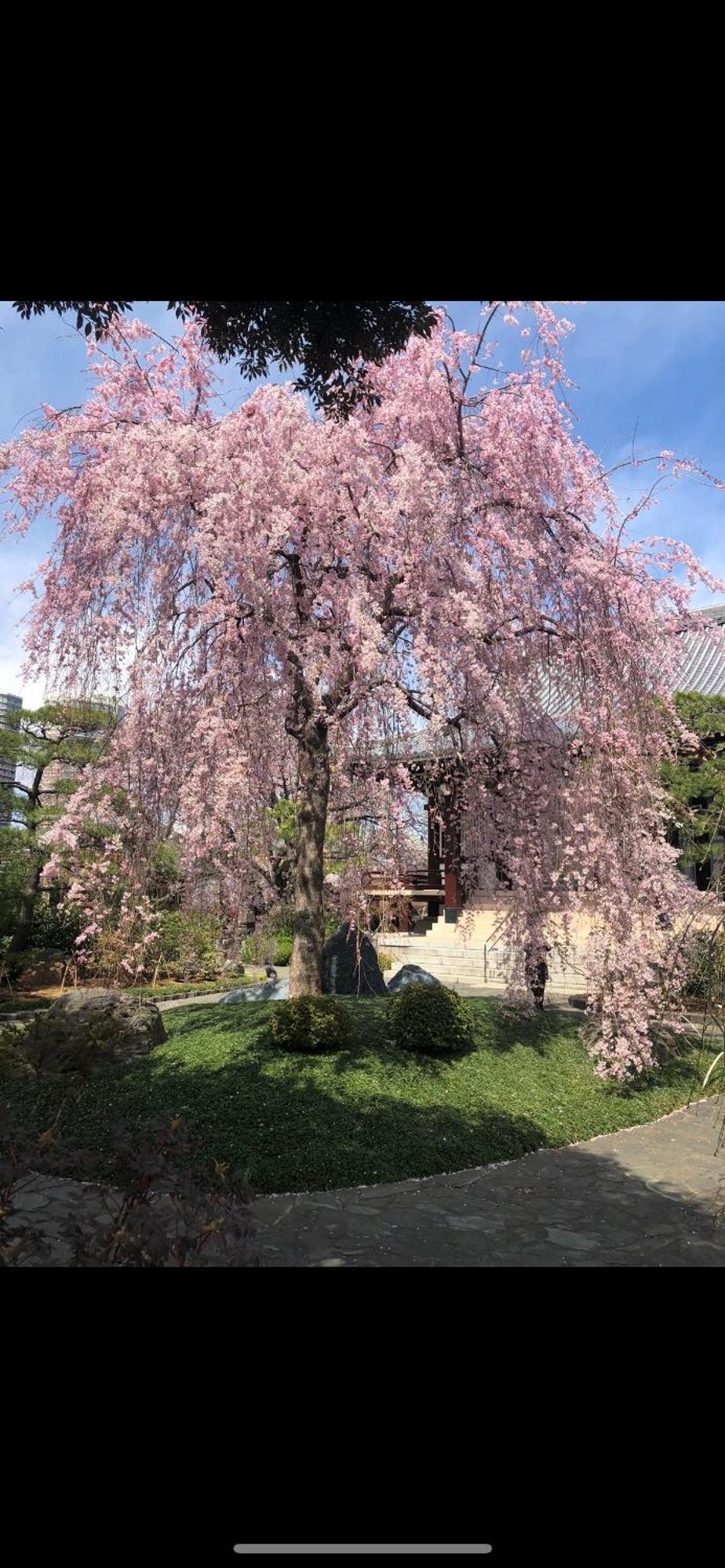 新宿庭院の屋-Shinjuku Garden Home -28 Square Meters King Size Bed Garden Room Tokio Zewnętrze zdjęcie