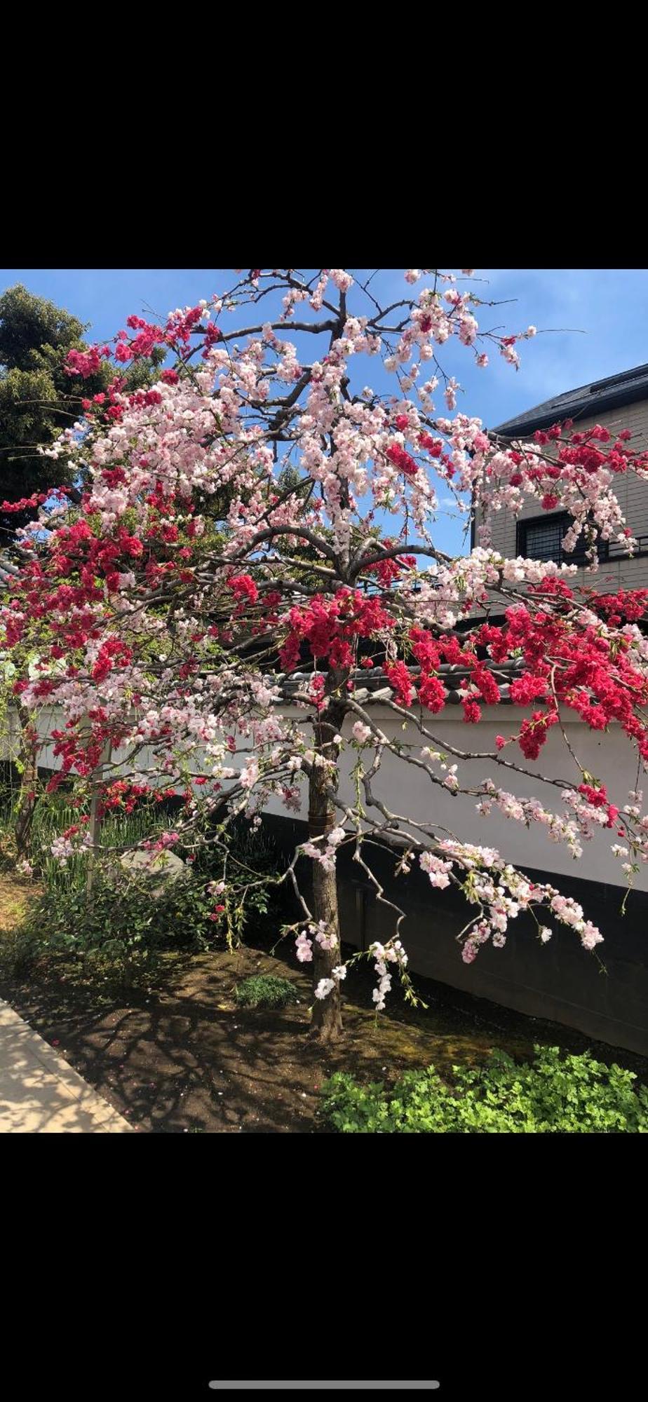 新宿庭院の屋-Shinjuku Garden Home -28 Square Meters King Size Bed Garden Room Tokio Zewnętrze zdjęcie