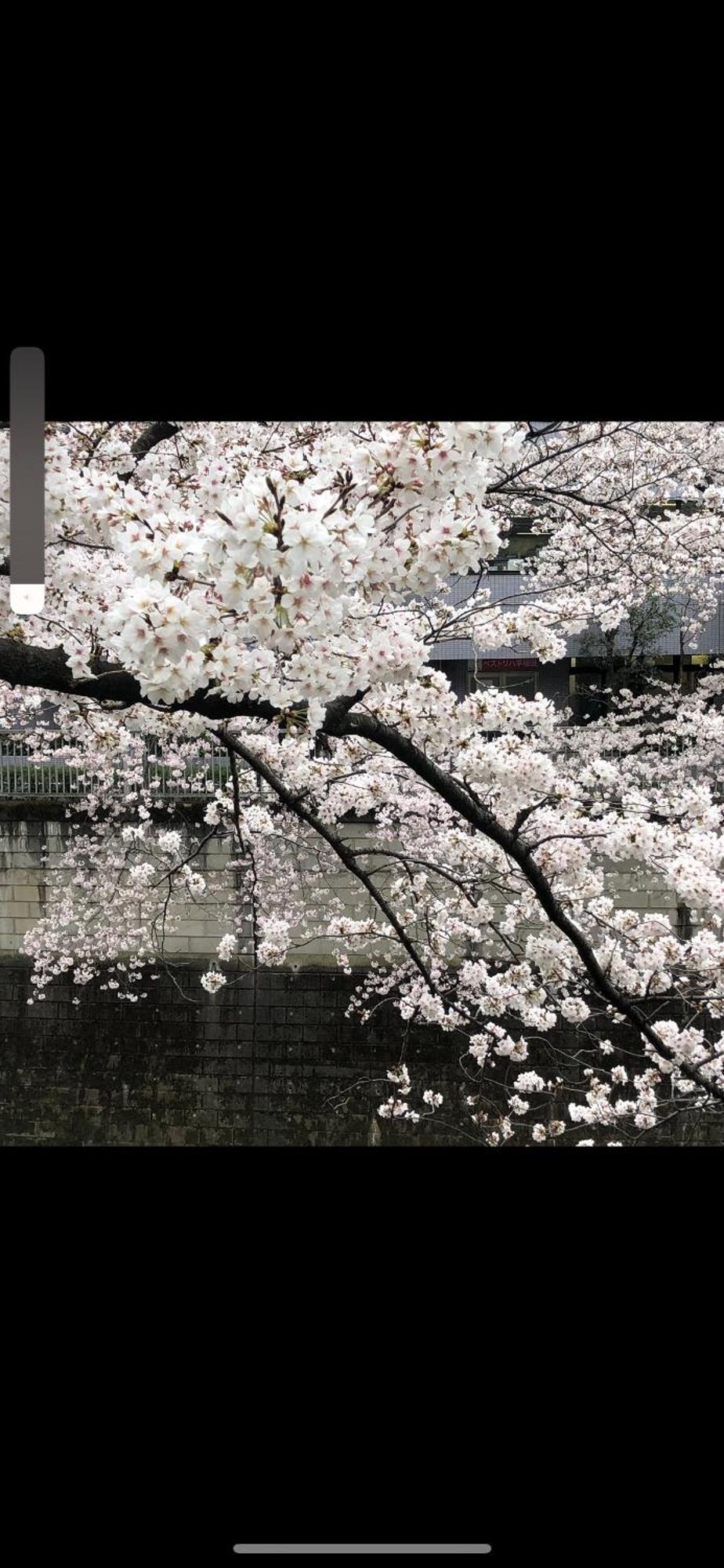 新宿庭院の屋-Shinjuku Garden Home -28 Square Meters King Size Bed Garden Room Tokio Zewnętrze zdjęcie